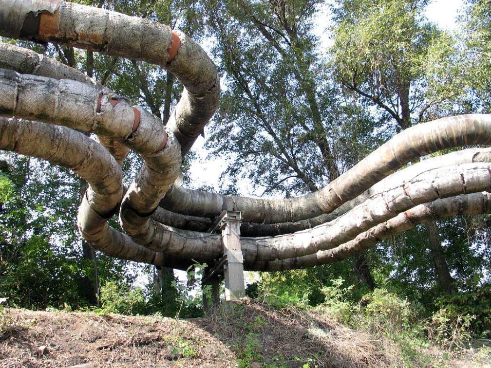 Csőkígyó a volt Brikettgyár telkének határán :  